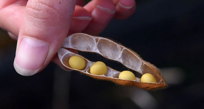 Avanza la Soja 4G: nuevo impulso para expandir a m&aacute;s variedades el cuarto grano por vaina