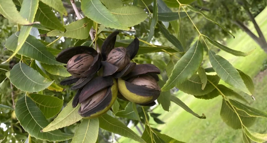 Pecán en Argentina: el desafío ya no es plantar, sino producir más