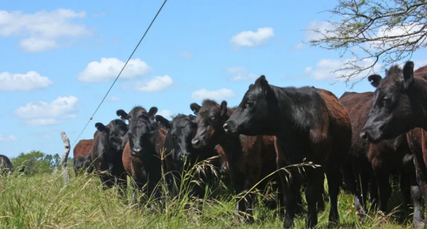 Los buenos precios impulsarían un ciclo de retención en la ganadería argentina