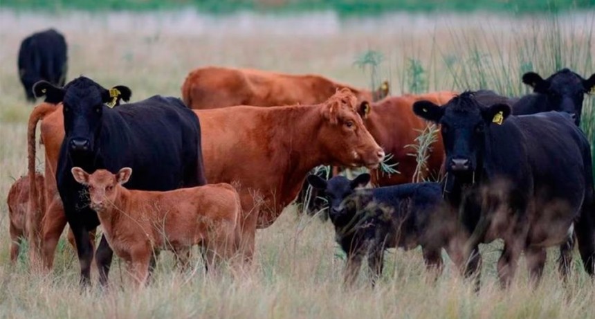 Quimilí será sede de una Jornada de Encuentro Ganadero con foco en innovación y sanidad