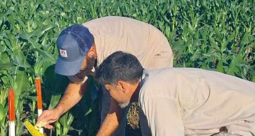 Alivio: la chicharrita del maíz continúa multiplicándose, pero el riesgo para la cosecha sigue siendo bajo