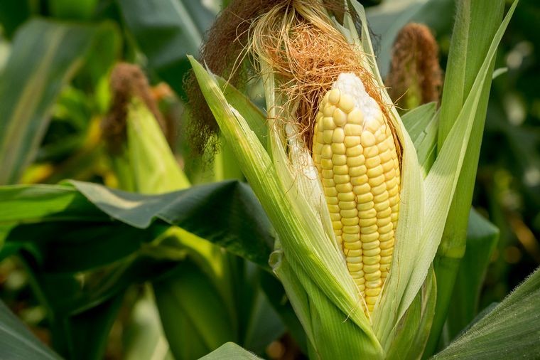 Córdoba, novena en el podio mundial de maíz