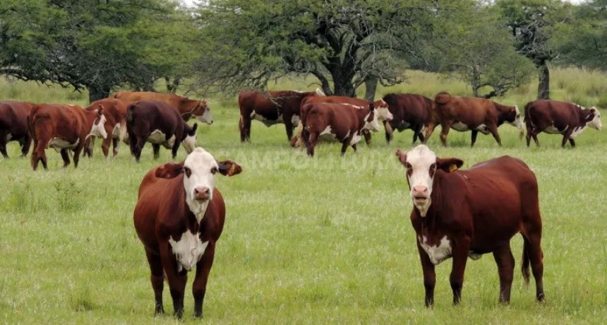 Buscan acreditar la producci&oacute;n agropecuaria libre de riesgo de deforestaci&oacute;n