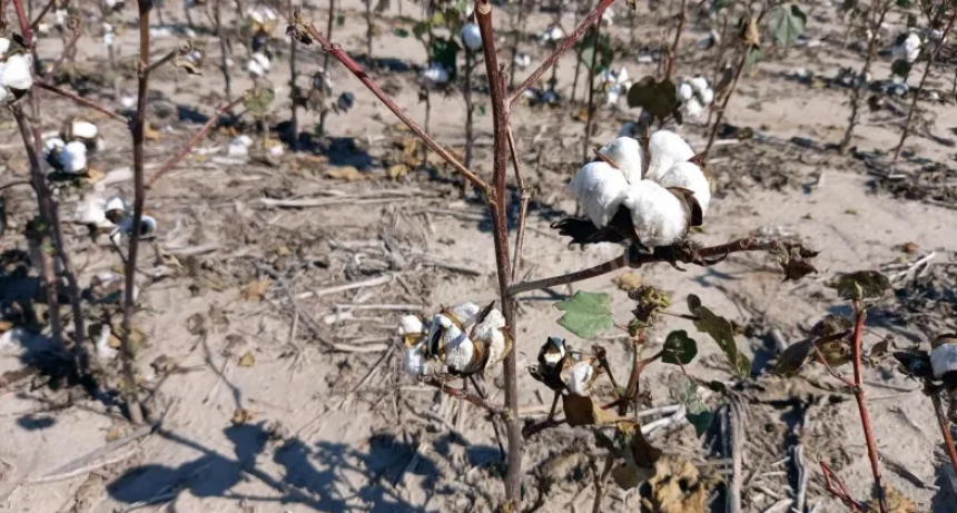 La ola de calor agrav&oacute; el da&ntilde;o en los cultivos del centro norte santafesino