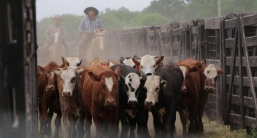 Asignaron un subsidio para productores bovinos: de cu&aacute;nto es y qui&eacute;nes pueden acceder