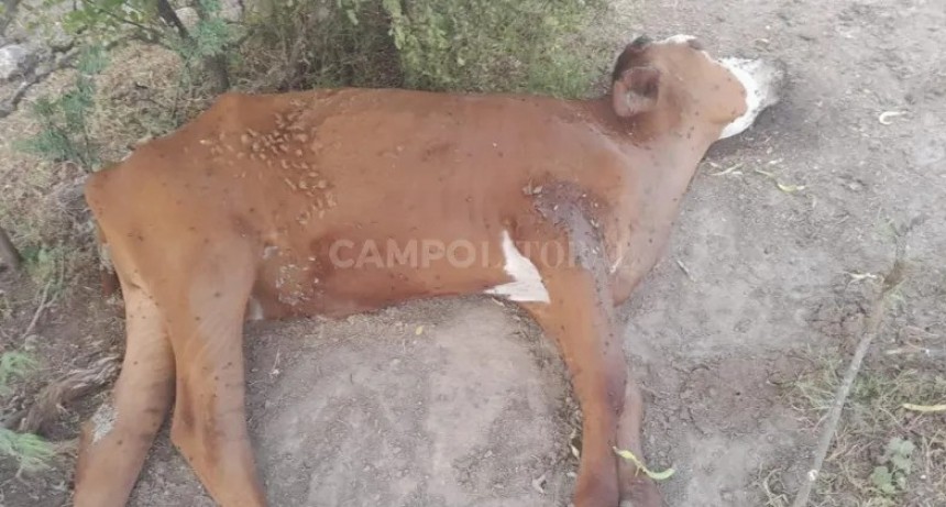 Barro, sudor y l&aacute;grimas 