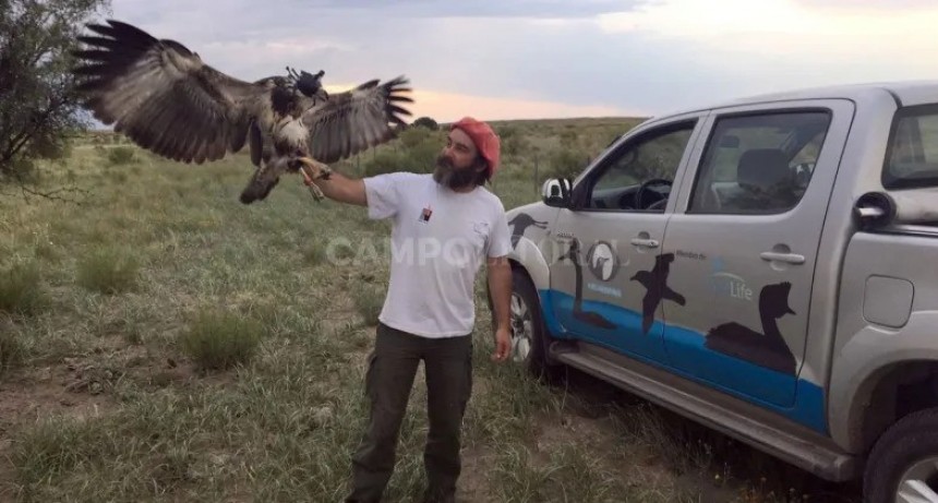 Buscan un GPS imprescindible para evitar la extinci&oacute;n del &Aacute;guila Coronada 