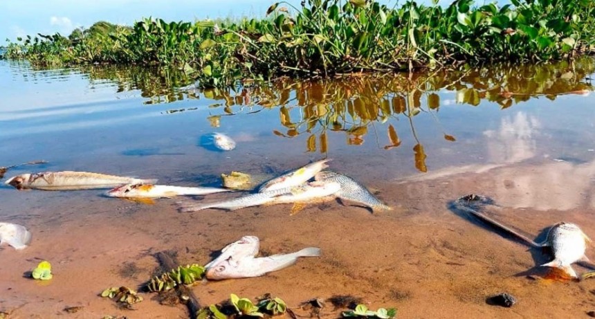 Una localidad de la costa santafesina est&aacute; en alerta por la elevada mortandad de peces