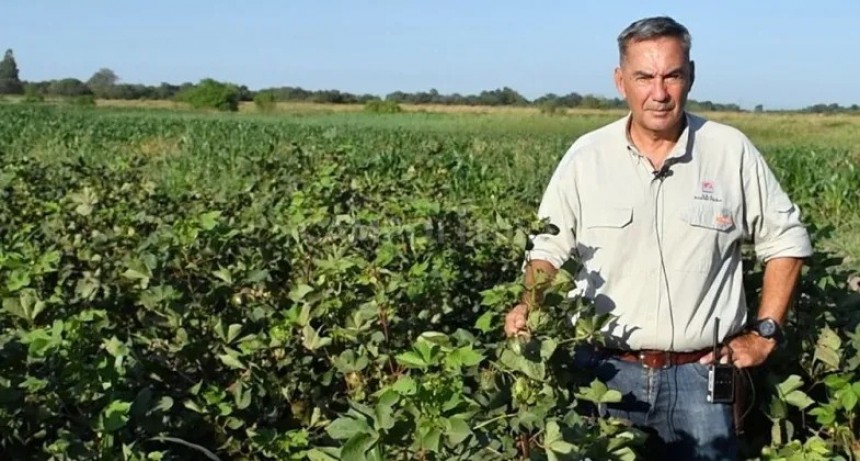 SP21, el algod&oacute;n de fibra larga de INTA, pas&oacute; exitosamente la sequ&iacute;a y el calor 