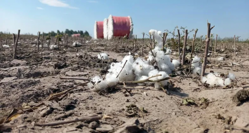  Con 20 quintales menos por hect&aacute;rea, comenz&oacute; la cosecha de soja