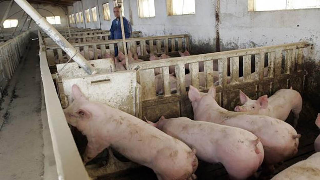 Preocupación en el sector porcino por la apertura de importaciones