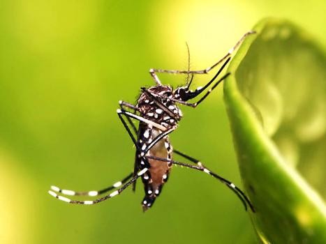 Dengue en Santa Fe: más de 21.300 casos y suman ocho los fallecidos