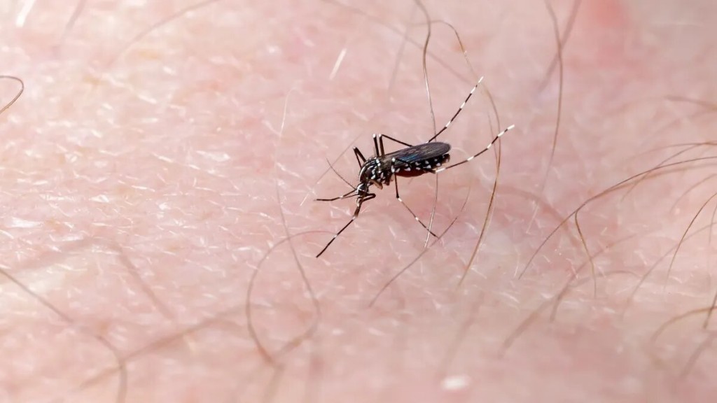 Dengue: el Gobierno descartó incluir la vacuna en el calendario durante este año