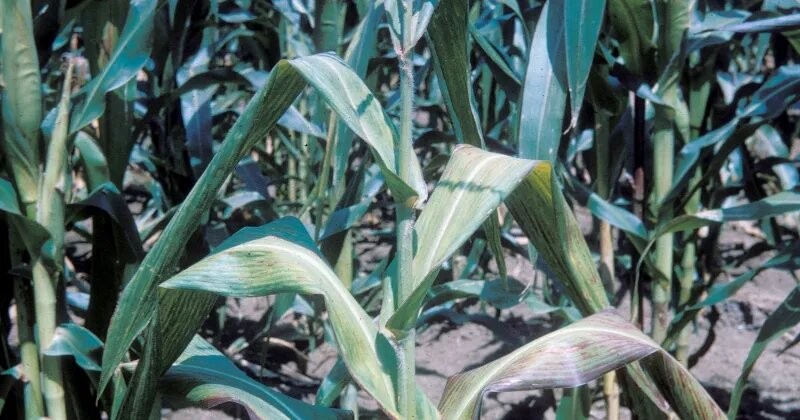  Colapsan los maíces por spiroplasma en el norte y piden quitarle las retenciones