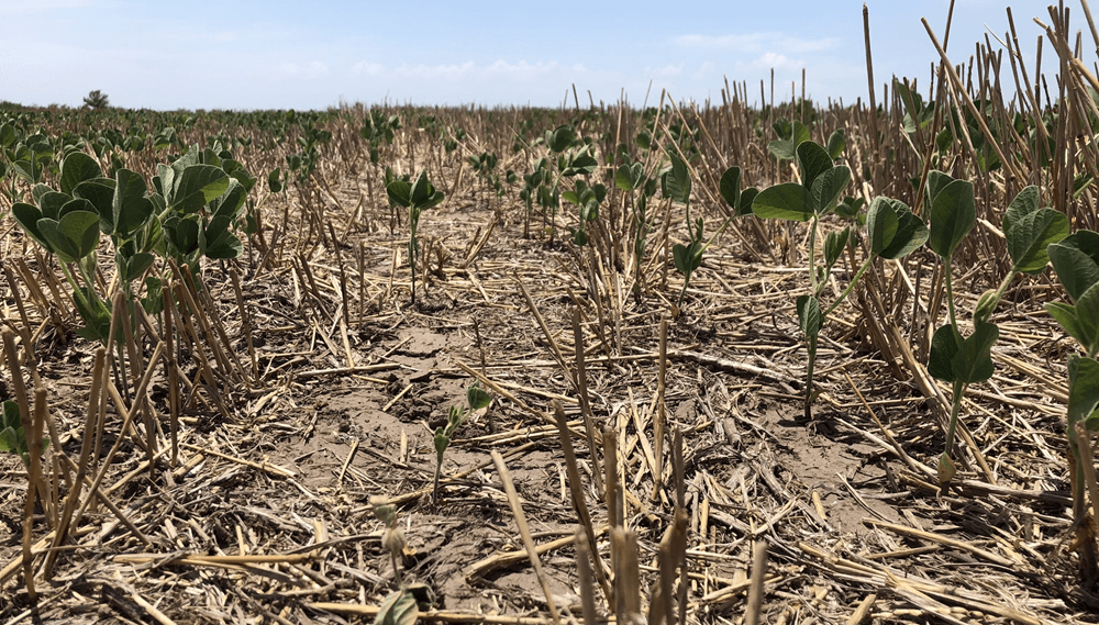 La Sociedad Rural pidió “medidas extremas” para provincias del norte que sufren por la sequía y el calor