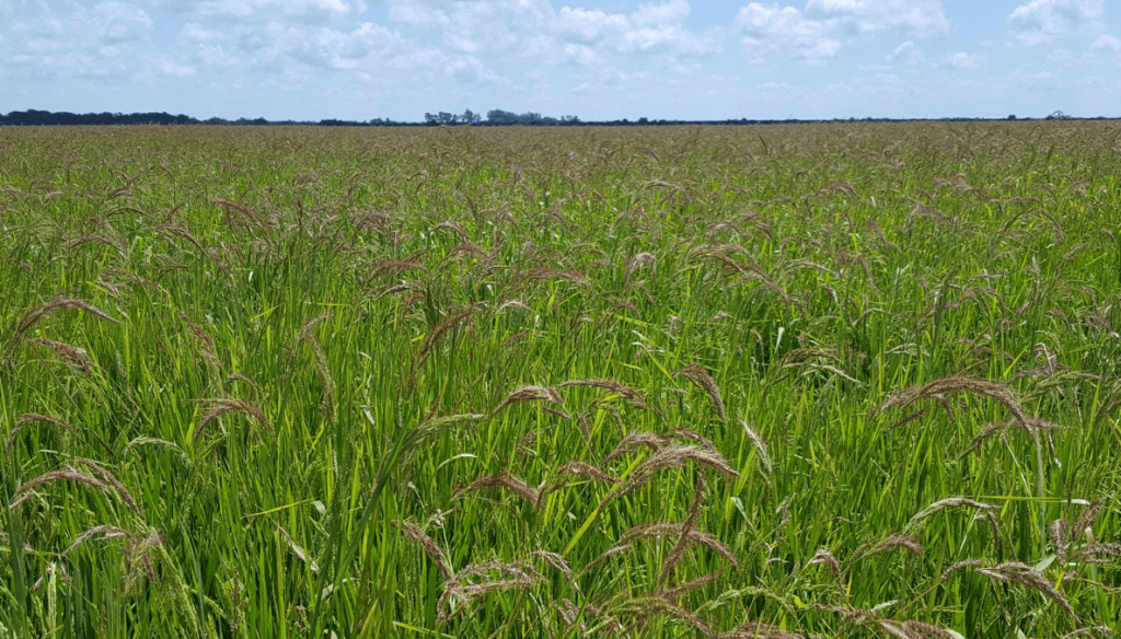 Alerta roja en Entre Ríos: se confirmó otra maleza resistente a herbicidas