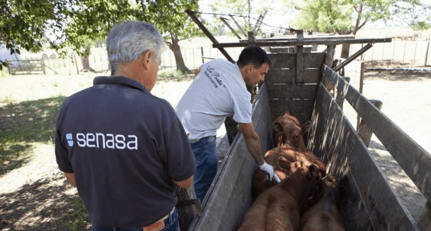 En el inicio de la vacunación antiaftosa, fuertes críticas de CRA: “Un sistema vetusto y sin fundamentos”