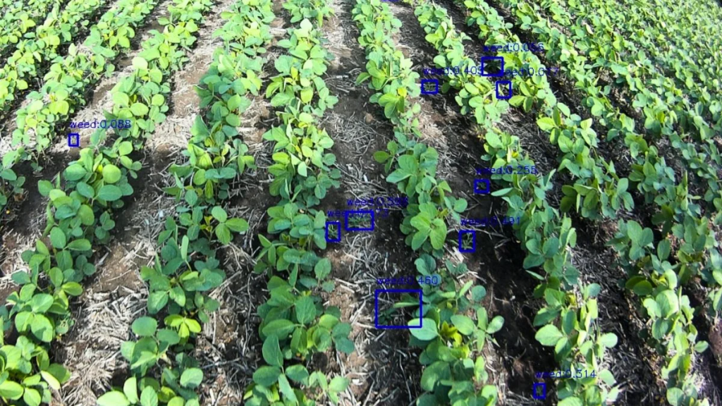 IA en el campo: tecnología local de aplicación selectiva de herbicidas se expande al mundo