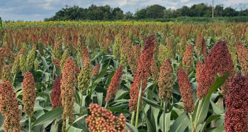 ¿Puede el sorgo tener una explosión como el girasol?: “Falta animarse a salir del esquema soja-maíz”