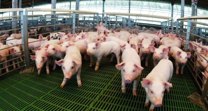 El cerdo se alimenta de financiamiento: casi $ 14.000 millones otorgados en cr&eacute;ditos a valor cap&oacute;n