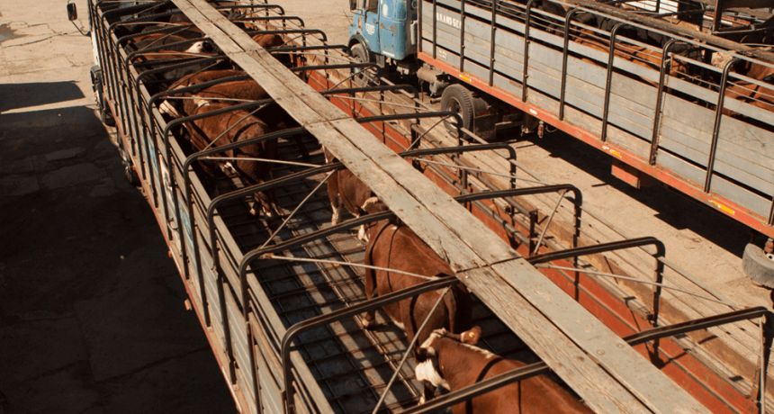 Con el aval del campo, en C&oacute;rdoba impulsan un proyecto de ley para eliminar las gu&iacute;as de hacienda
