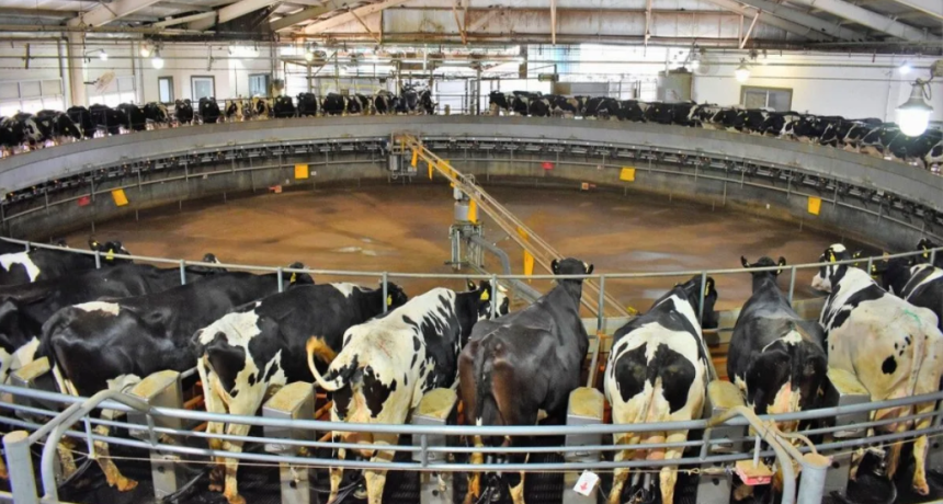 La lecher&iacute;a argentina frente a un cambio de &eacute;poca: por qu&eacute; producir m&aacute;s ya no alcanza