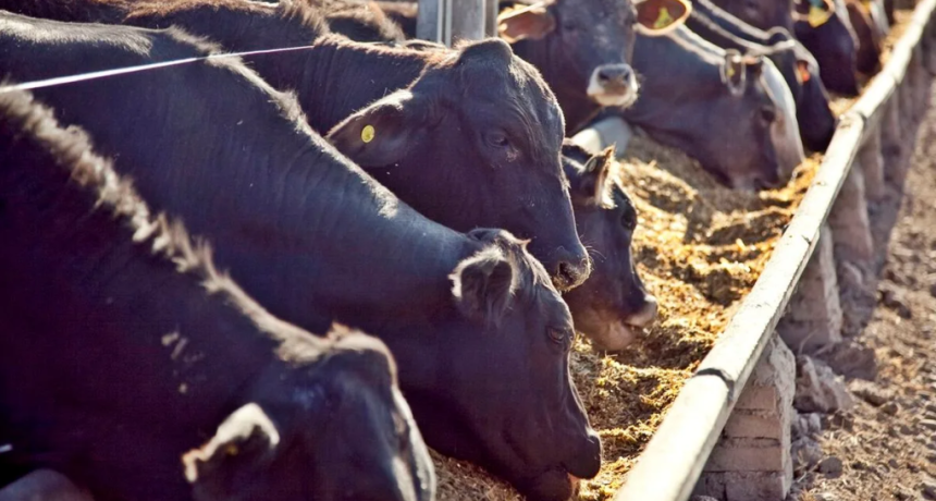Buscan reducir el metano de las vacas con un aditivo que tambi&eacute;n mejora la conversi&oacute;n alimenticia