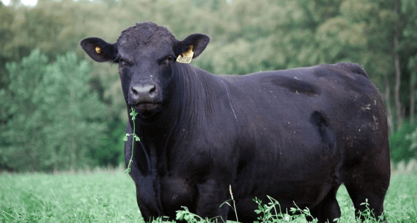 El Gobierno ampli&oacute; la l&iacute;nea de cr&eacute;ditos a valor novillo: tambi&eacute;n se podr&aacute; usar para recr&iacute;a y engorde