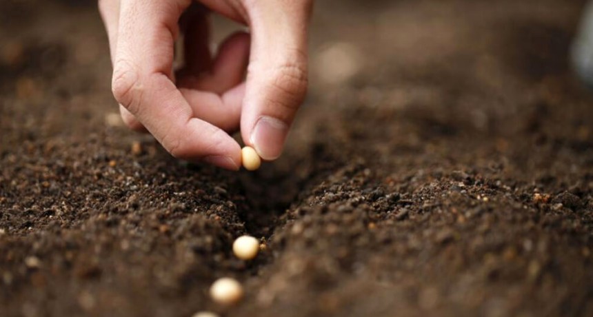 &ldquo;El modelo funciona&rdquo;: los semilleros defienden Sembr&aacute; Evoluci&oacute;n por su peso en soja y le ponen fichas al trigo