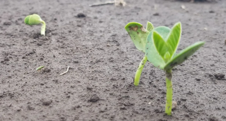 Expoagro 2026: anunciaron que Rosario ser&aacute; sede del 