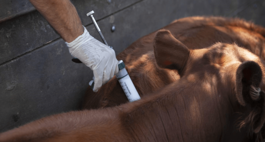 Fiebre aftosa: Carbap critica la desregulaci&oacute;n de la vacunaci&oacute;n y pide mantener el sistema de entes y fundaciones