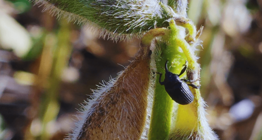 La soja, bajo alerta: el picudo negro sigue expandi&eacute;ndose y apareci&oacute; tambi&eacute;n en Santa Fe