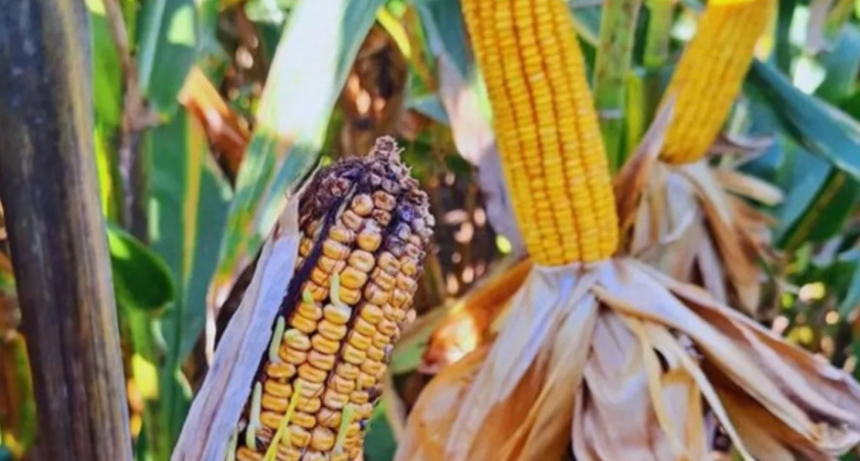 El ma&iacute;z atraviesa la campa&ntilde;a sin riesgo por chicharrita, pese al aumento de la plaga