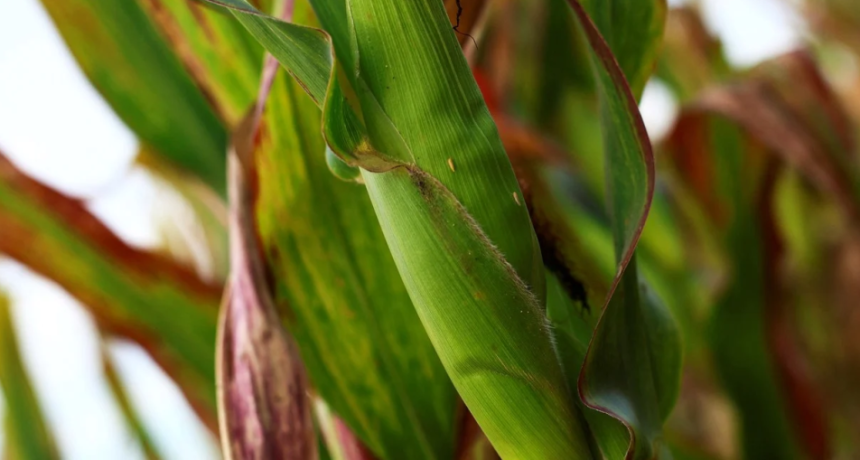 Ma&iacute;z temprano: donde ven&iacute;a mal, cay&oacute; a&uacute;n m&aacute;s el rinde, pero tambi&eacute;n subi&oacute; en las zonas con m&aacute;s agua
