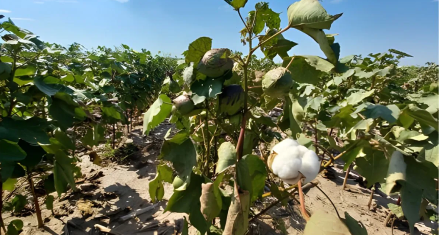 Centro norte de Santa Fe: quinta semana con lluvias y el algod&oacute;n en alerta por picudo