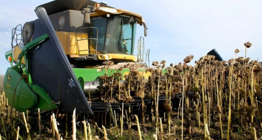 El girasol marca un r&eacute;cord productivo en el centro-norte santafesino y consolida su protagonismo econ&oacute;mico