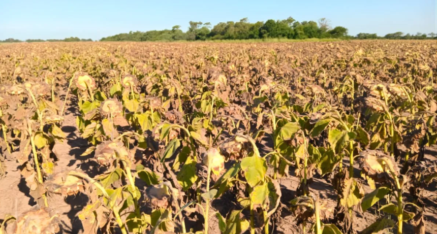 Boom del agro: el girasol empuja la actividad a niveles r&eacute;cord