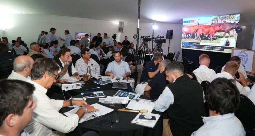 La zafra de terneros, otra muestra del momento hist&oacute;rico de la ganader&iacute;a: r&eacute;cord de cabezas vendidas