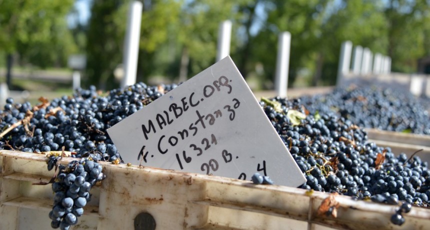 &ldquo;El vino sin alcohol es una alternativa, pero es dif&iacute;cil que prenda: es como bailar con la hermana&rdquo;