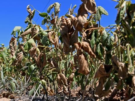 La pérdida de soja en Santa Fe quintuplica el promedio de las últimas diez campañas