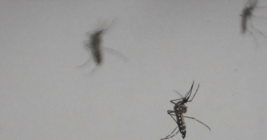 Dengue: Hay casos en todos los departamentos de la provincia