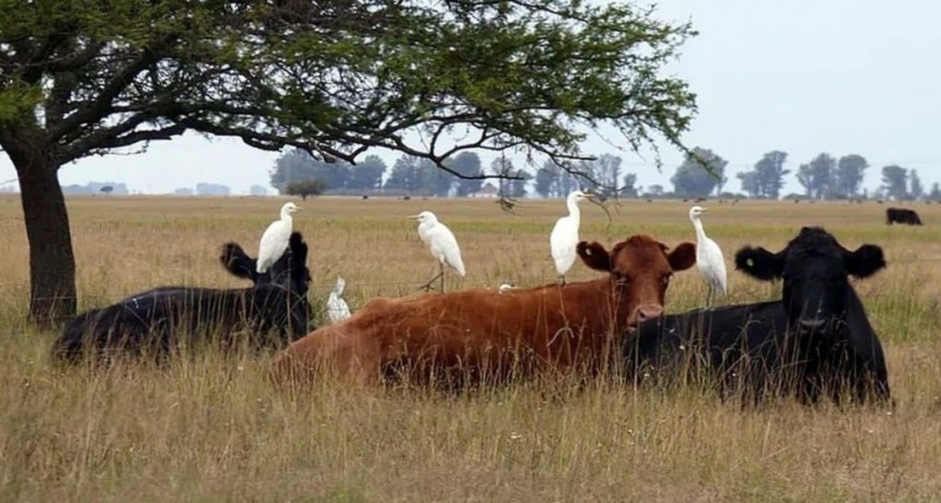 Ganader&iacute;a del pastizal: comprueban que cuidar el ambiente es un buen negocio