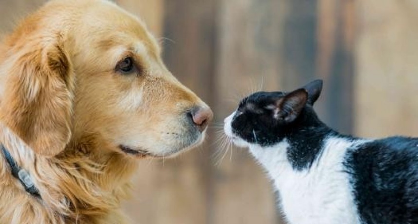 El Gobierno autoriz&oacute; a las farmacias a vender medicamentos de uso veterinario recetados