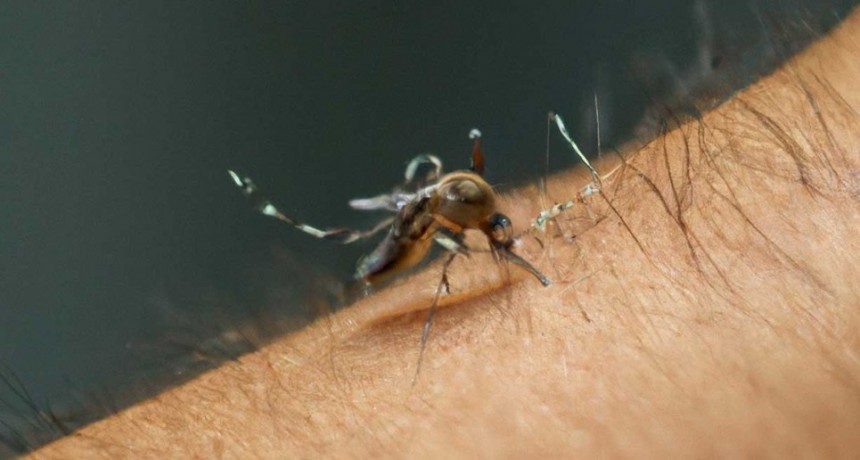 Muertes por dengue en Santa Fe: Municipio y Provincia no son los &uacute;nicos responsables