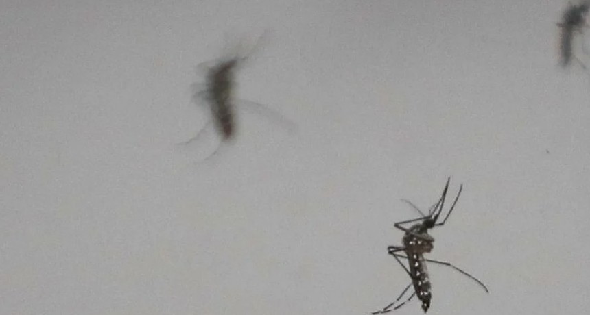 Dengue: Hay casos en todos los departamentos de la provincia