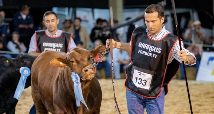 Con la Nacional del Ternero Brangus, comenzaron las juras en Riachuelo