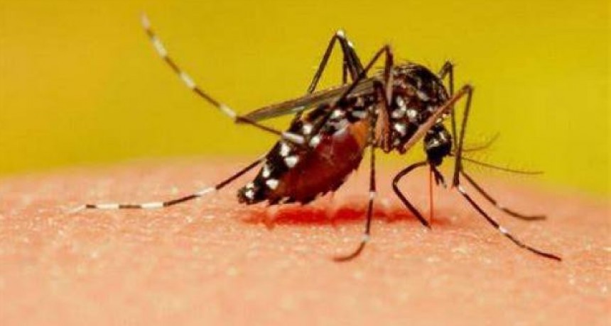 La ANMAT aprobó la vacuna contra el dengue: cuándo llegará al país y cómo será su aplicación