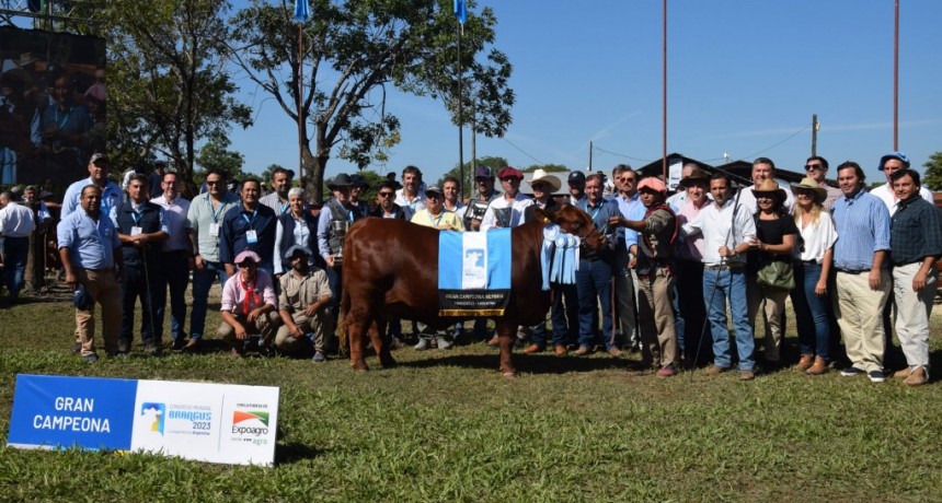 El Congreso Mundial Brangus tiene a sus Grandes Campeones