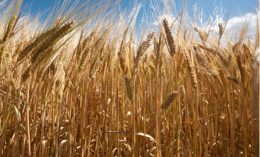 Los precios del trigo a cosecha no entusiasman a los productores