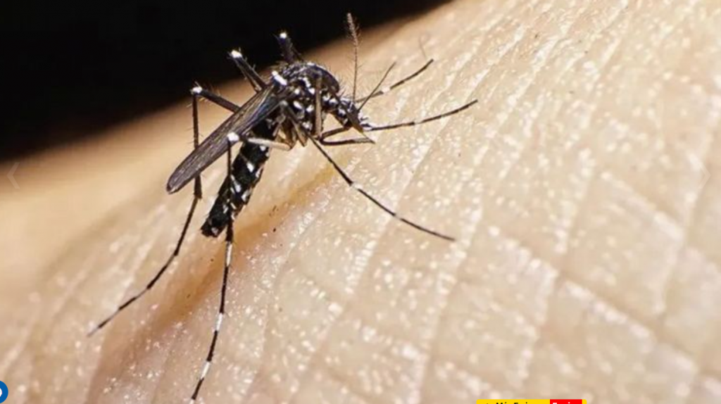 Santa Fe: Salud indicó que hay una desaceleración de casos de dengue